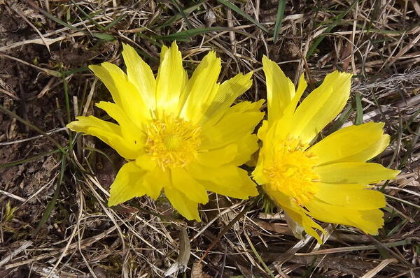 Zwei Blüten des gelbblühenden Adonisröschens